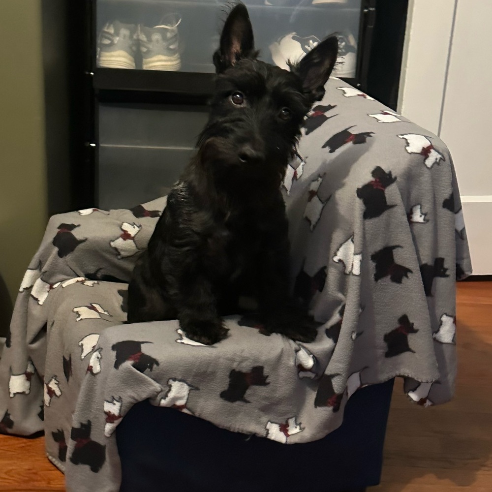 Meet your Posher, Carol